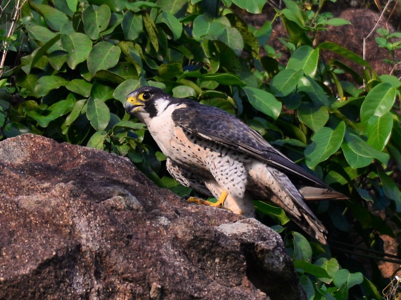 Birds of South East Asia