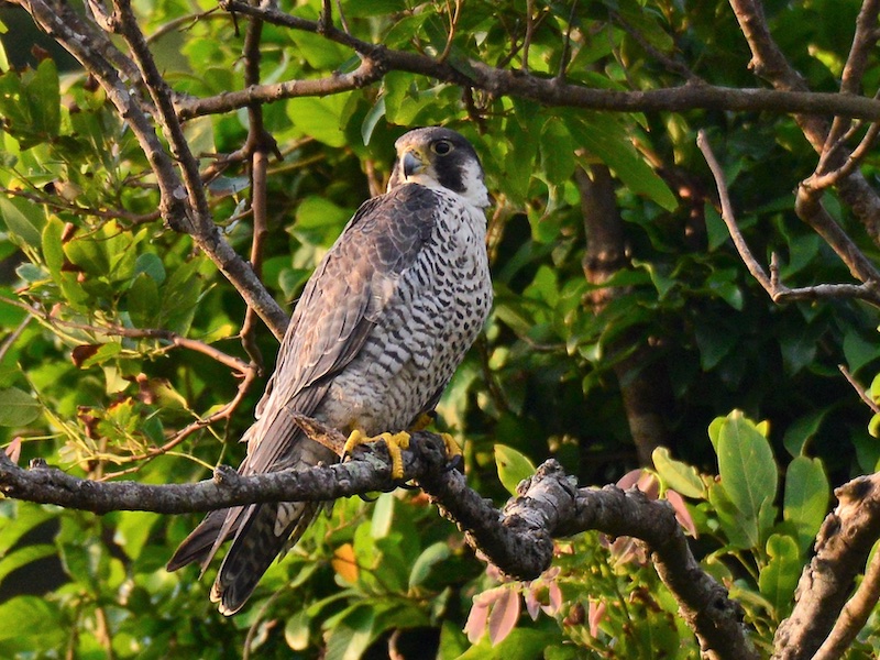 Birds of South East Asia