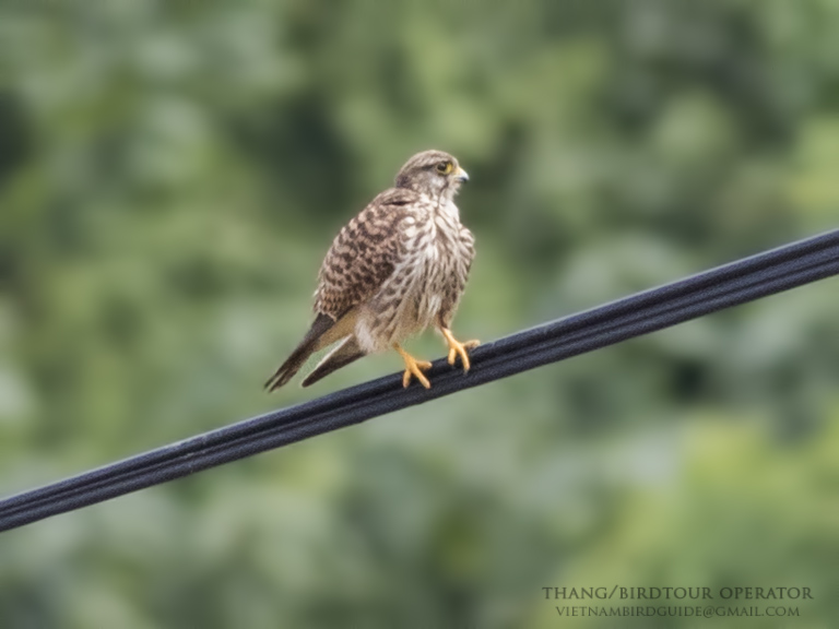 Birds of South East Asia