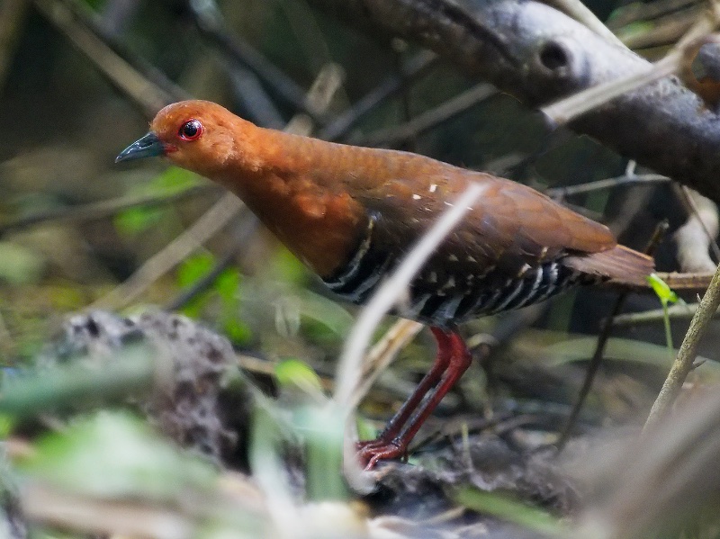 Birds of South East Asia