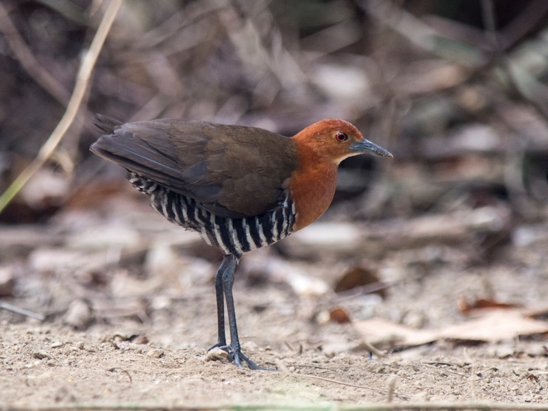 Birds of South East Asia
