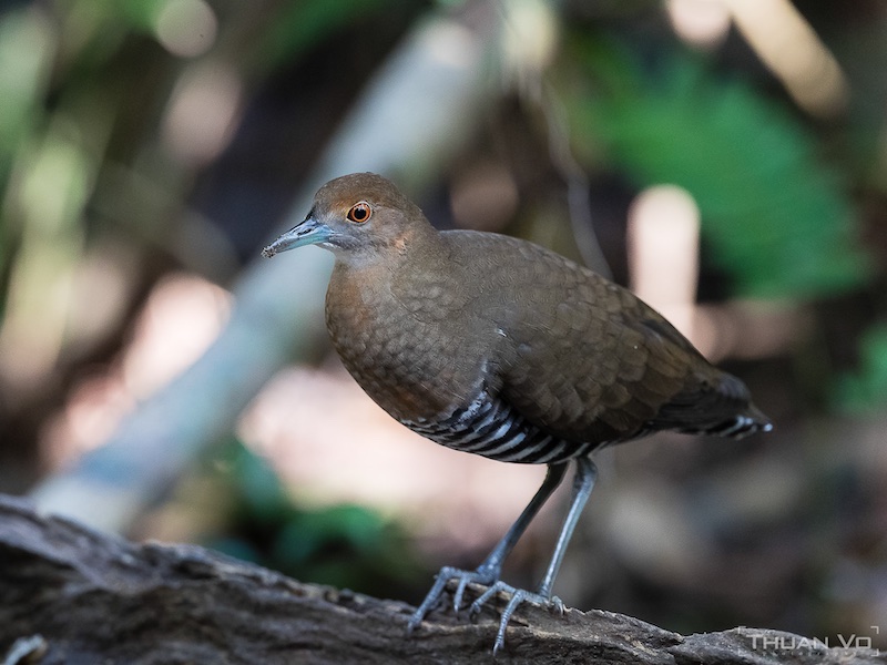 Birds of South East Asia
