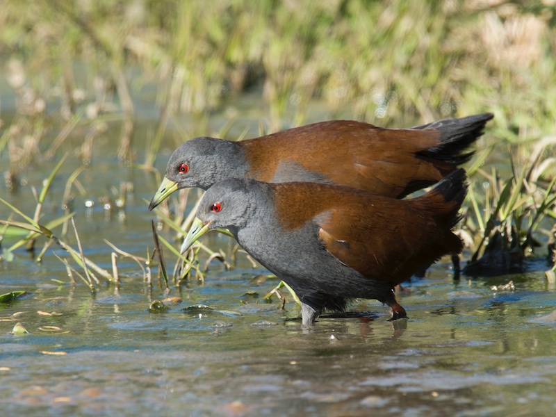 Birds of South East Asia