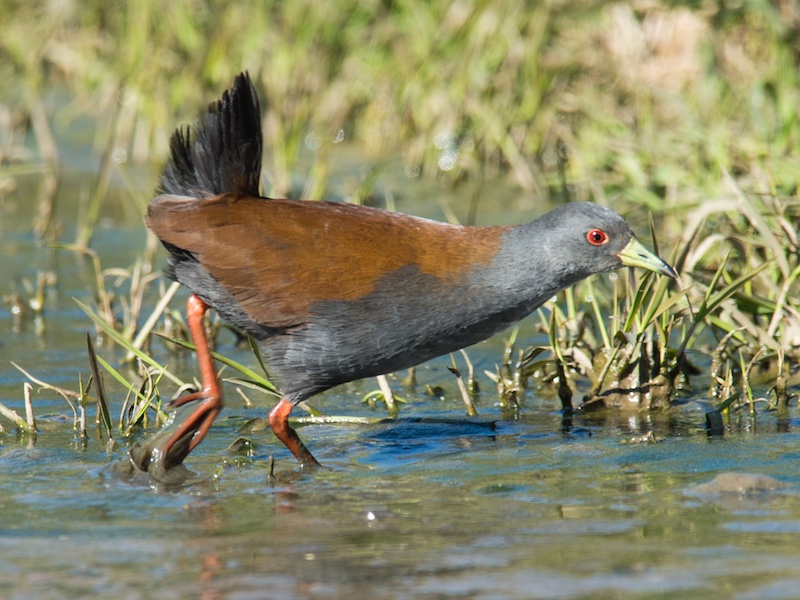 Birds of South East Asia