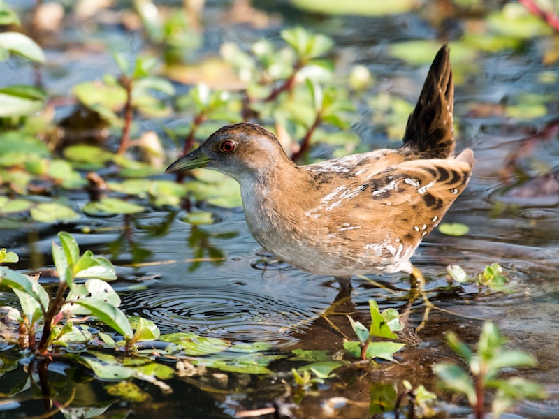 Birds of South East Asia