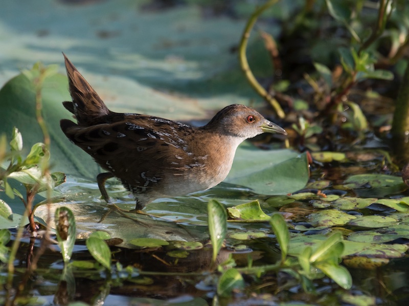 Birds of South East Asia