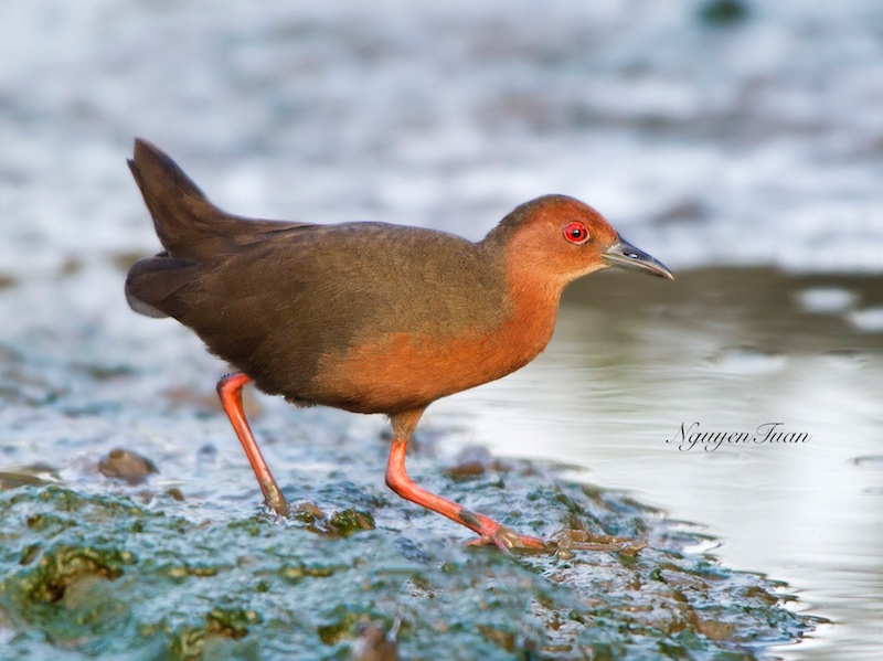 Birds of South East Asia