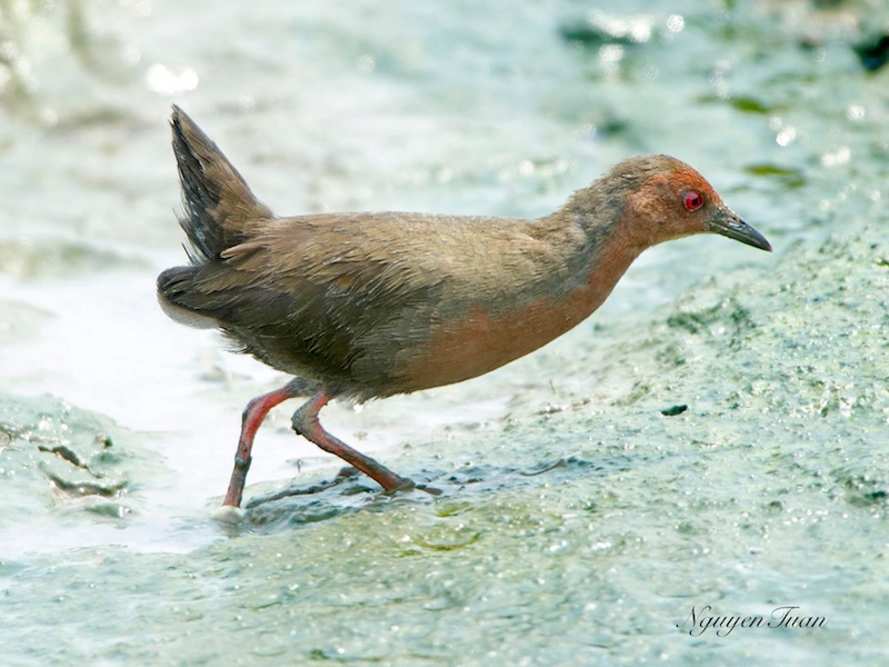 Birds of South East Asia