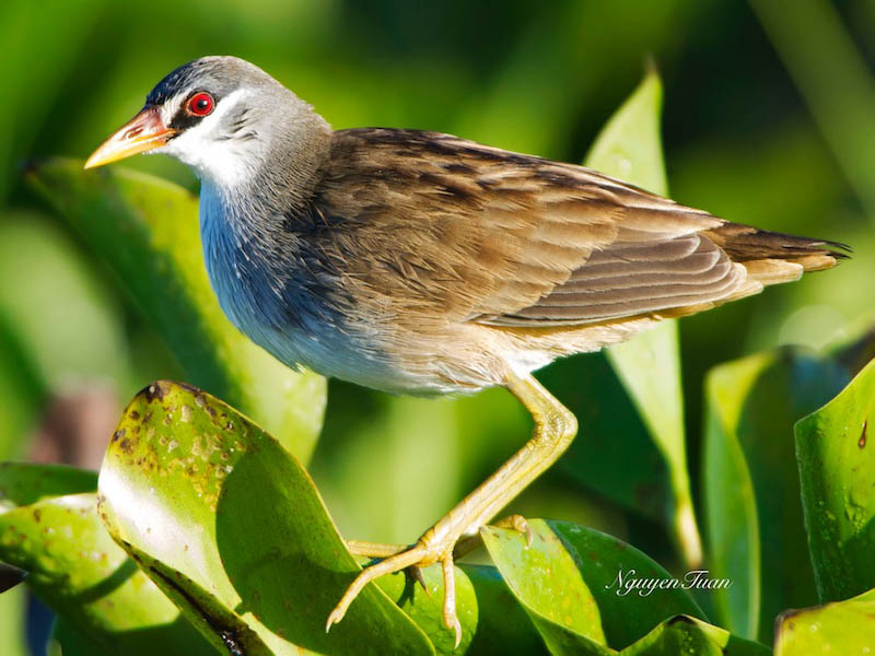 Birds of South East Asia