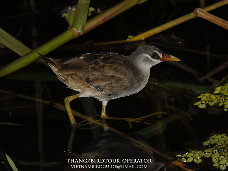 Birds of South East Asia