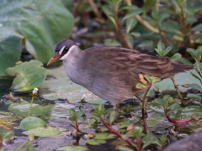 Birds of South East Asia