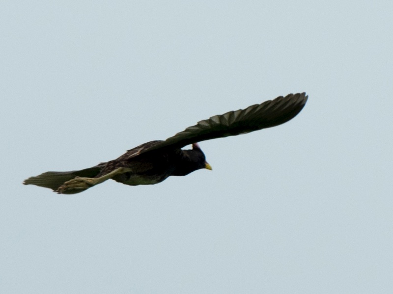 Birds of South East Asia