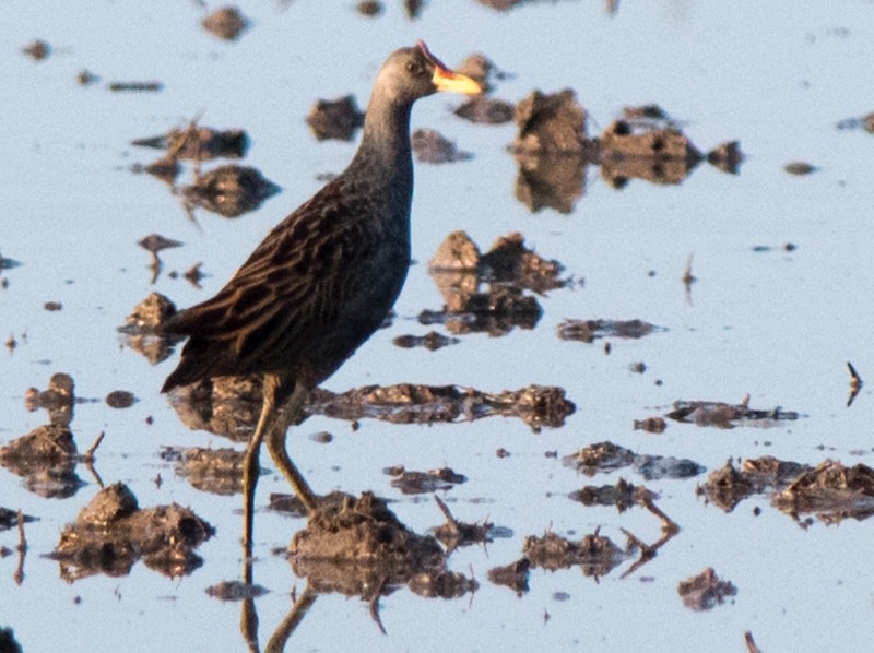 Birds of South East Asia
