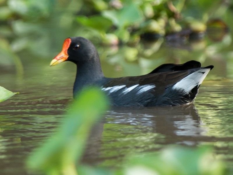 Birds of South East Asia