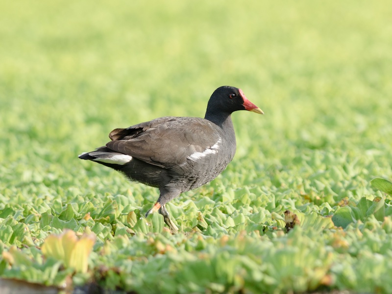 Birds of South East Asia
