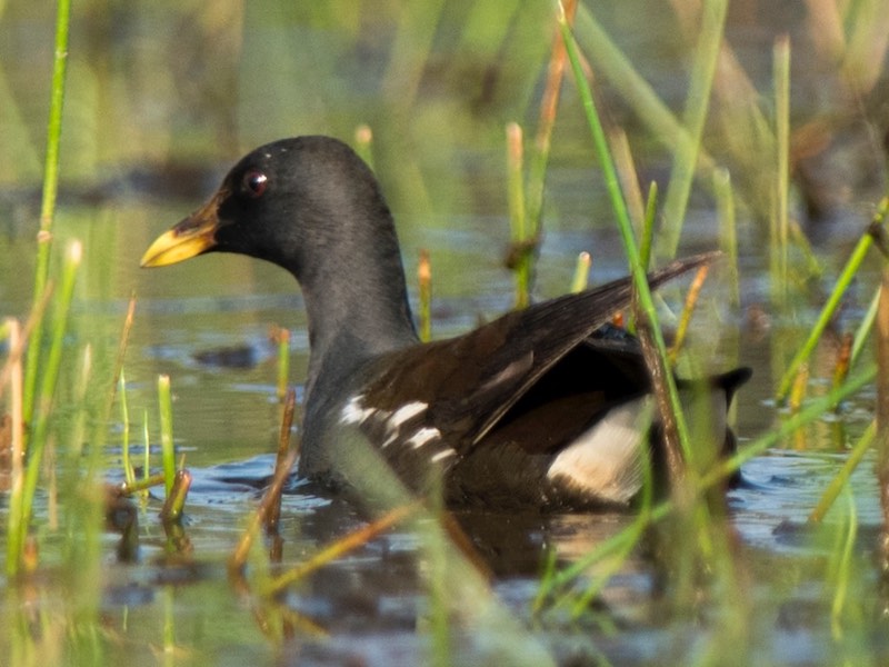 Birds of South East Asia