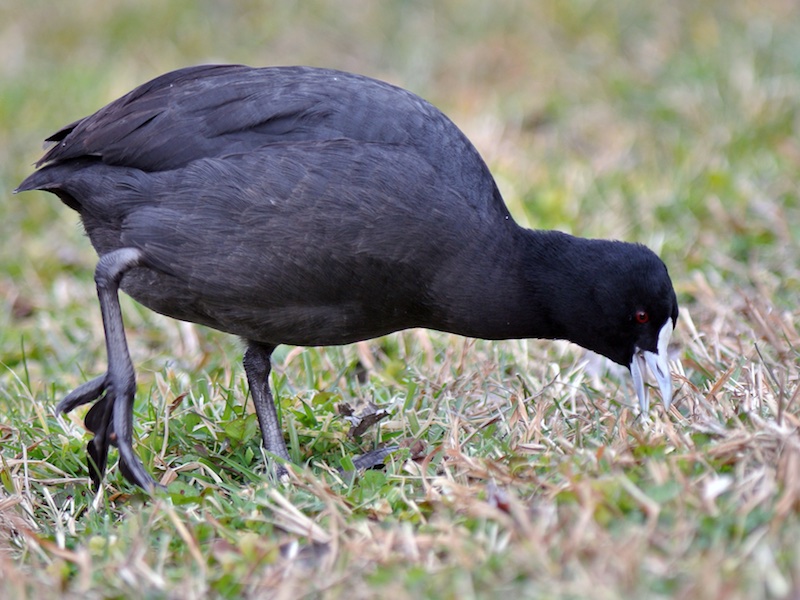 Birds of South East Asia