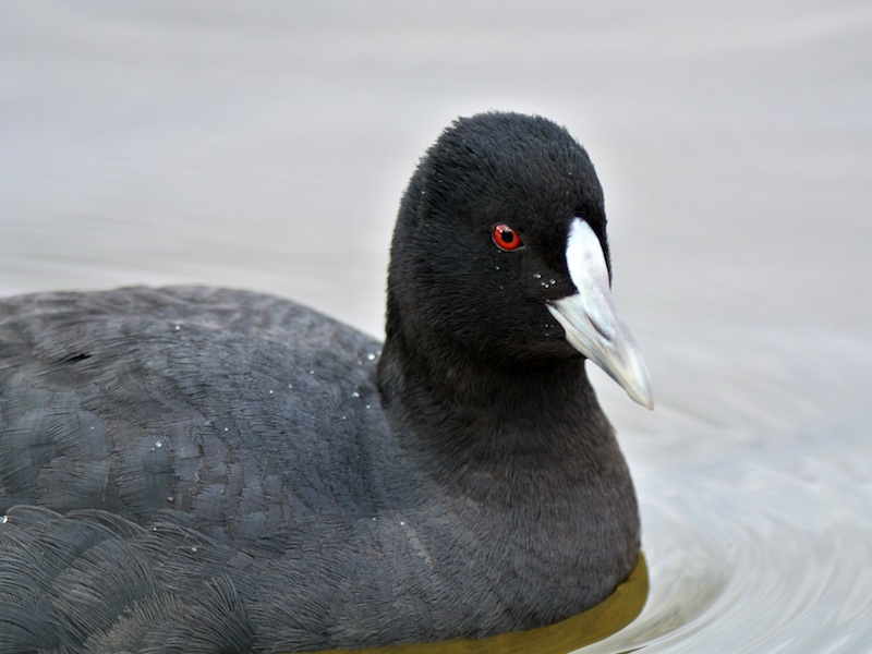 Fulica atra