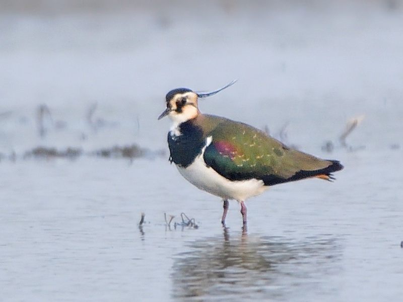 Birds of South East Asia