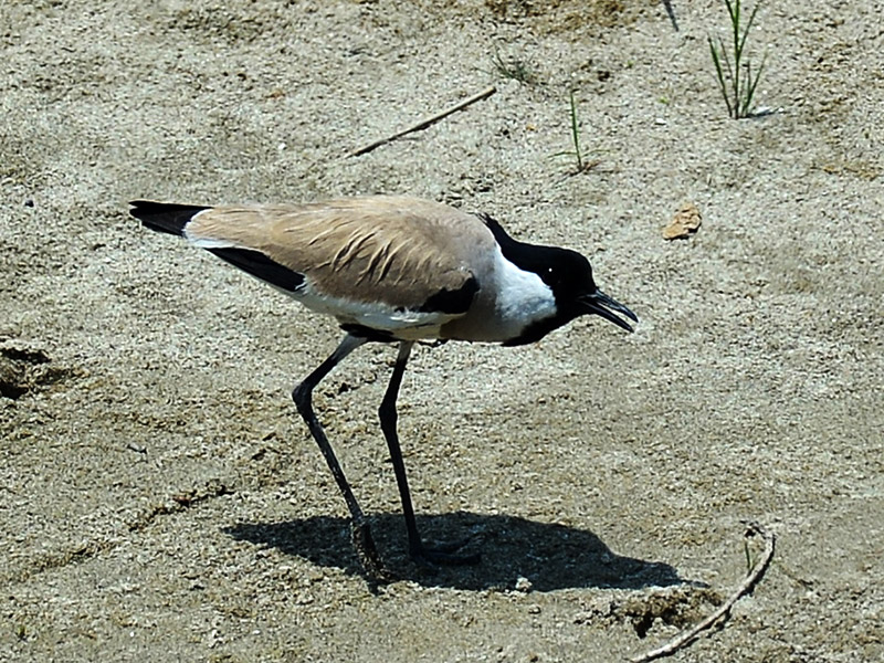 Birds of South East Asia