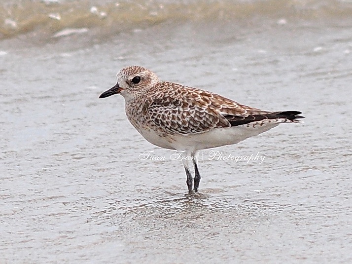 Birds of South East Asia