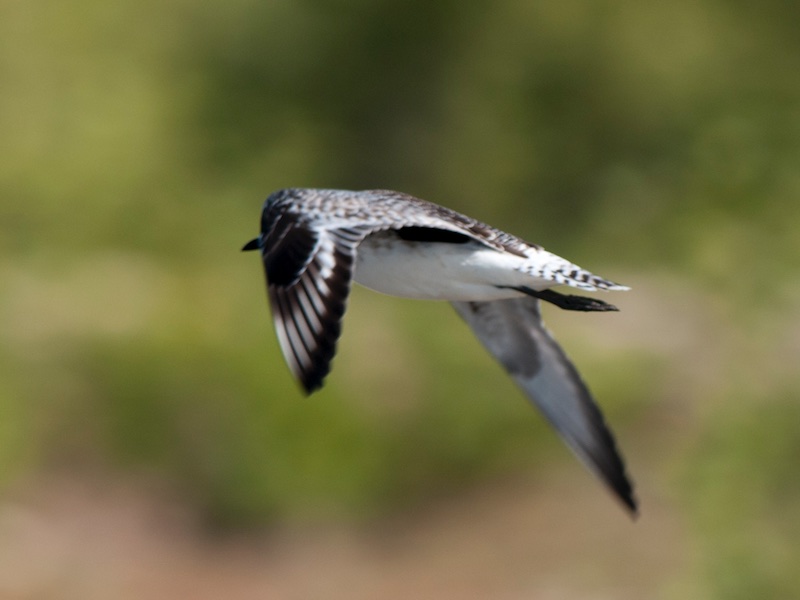 Birds of South East Asia