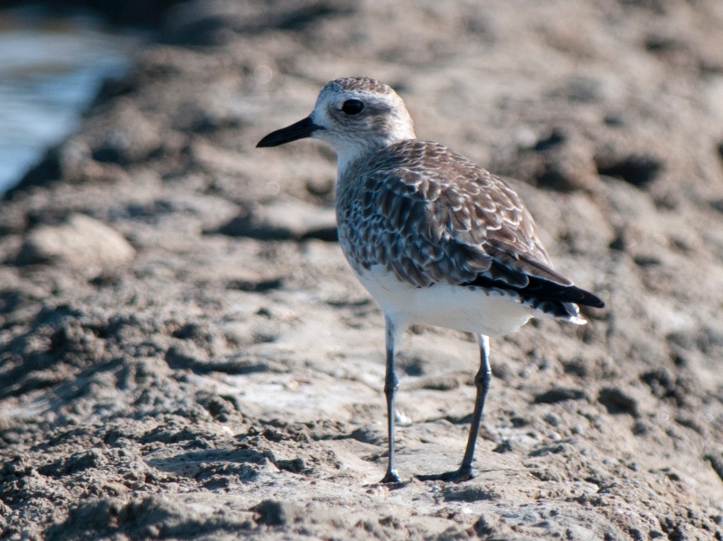 Birds of South East Asia