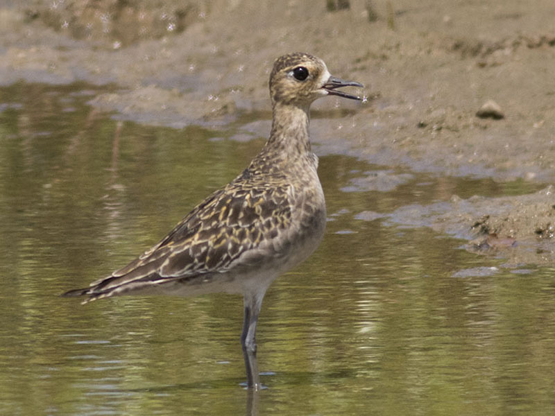 Birds of South East Asia