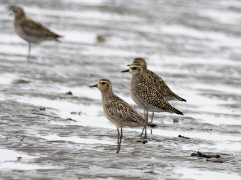Birds of South East Asia