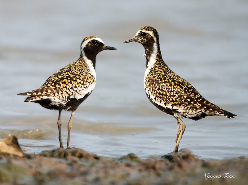 Birds of South East Asia