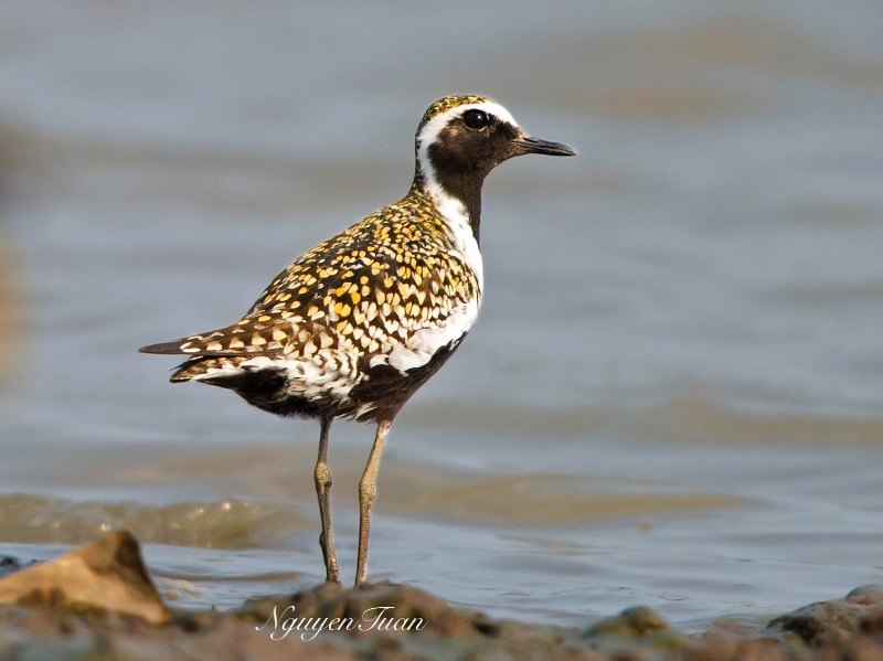 Birds of South East Asia