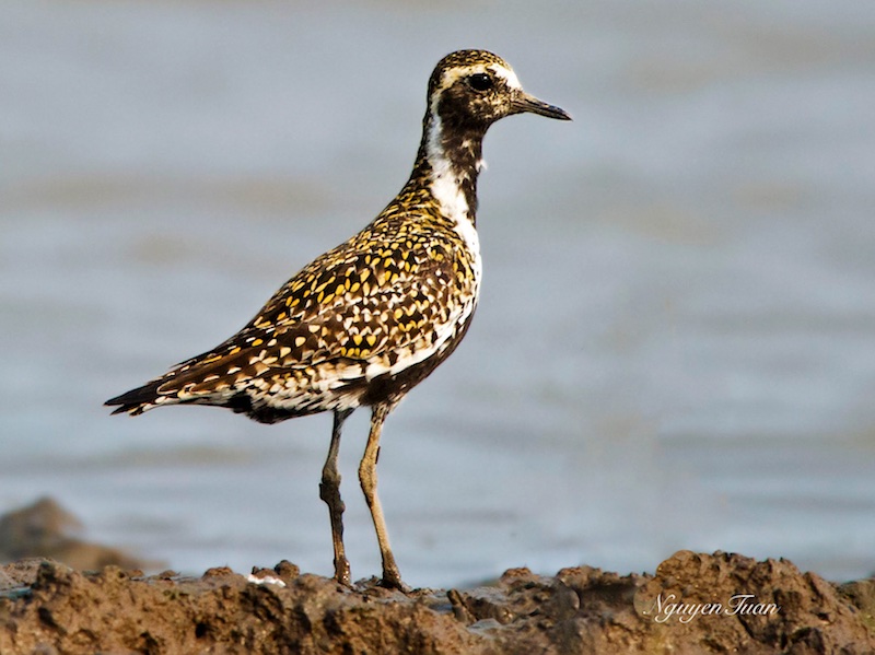 Birds of South East Asia