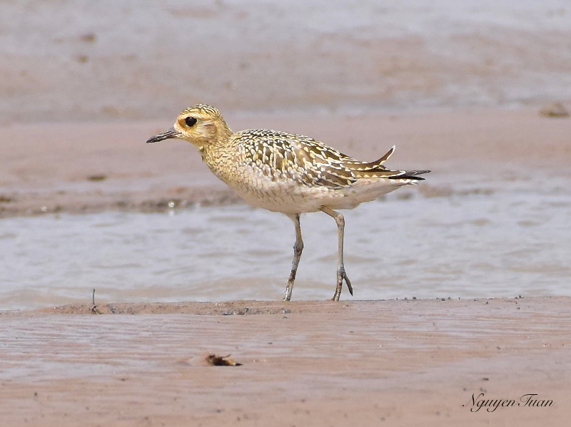 Birds of South East Asia
