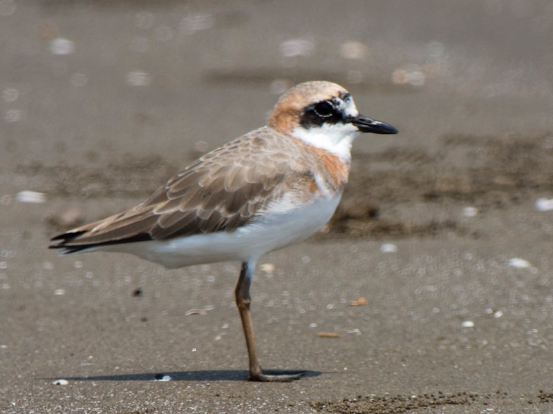 Birds of South East Asia