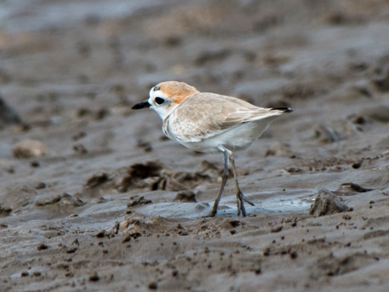 Birds of South East Asia