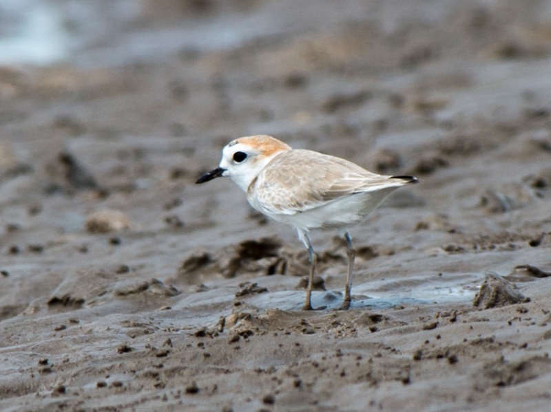 Birds of South East Asia