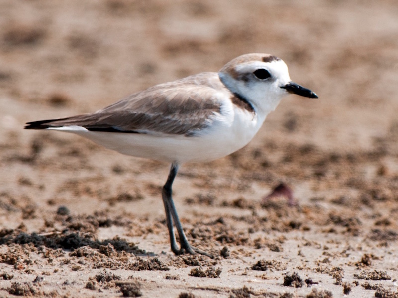 Birds of South East Asia