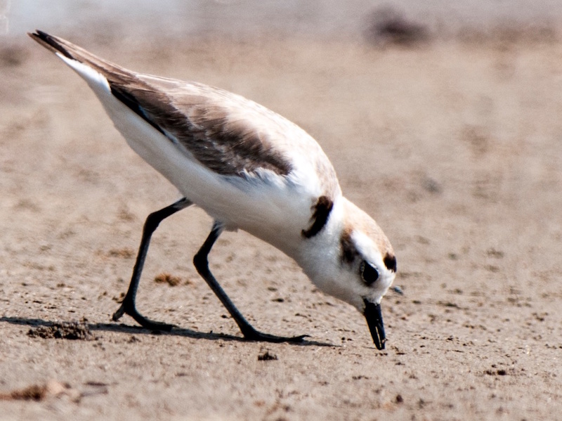 Birds of South East Asia