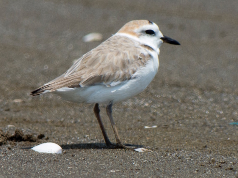 Birds of South East Asia