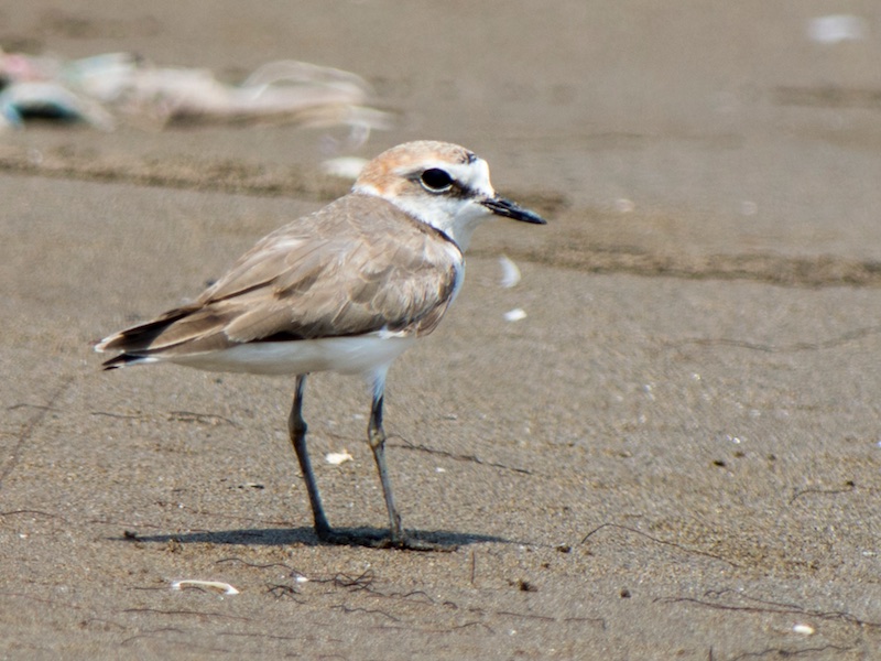 Birds of South East Asia