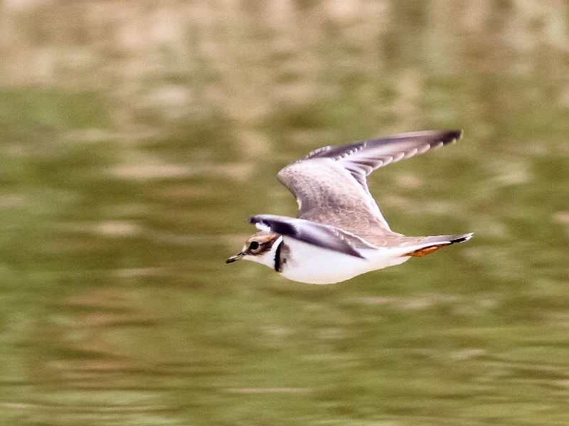 Birds of South East Asia