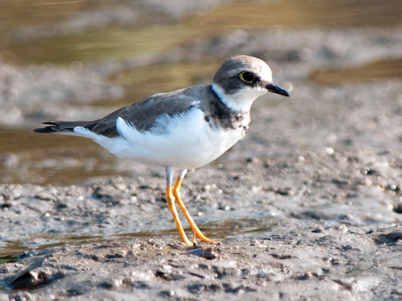 Birds of South East Asia