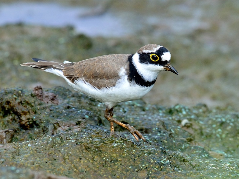 Birds of South East Asia