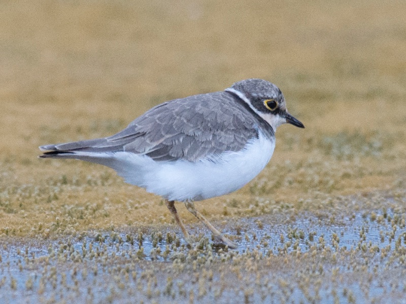Birds of South East Asia