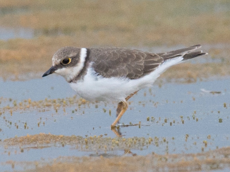 Birds of South East Asia