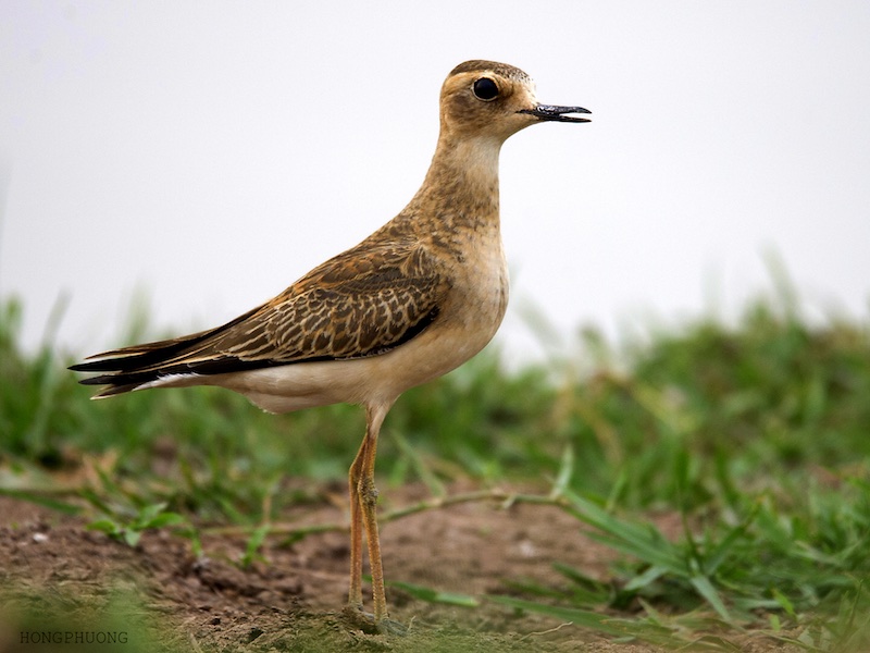 Birds of South East Asia