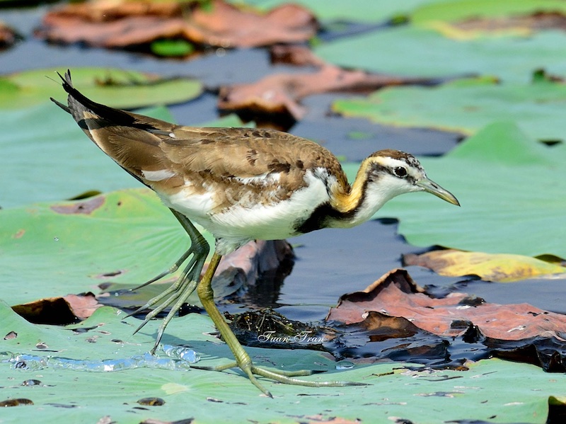 Birds of South East Asia