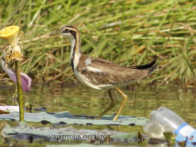 Birds of South East Asia