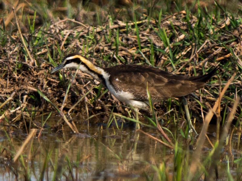 Birds of South East Asia