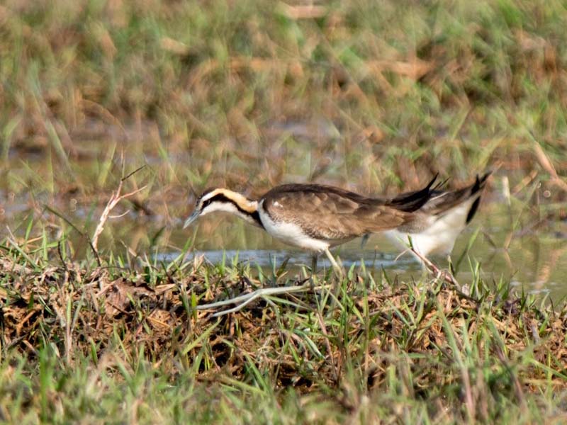Birds of South East Asia